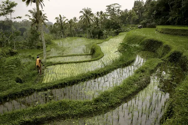 Indonesien Bali Landschaft Mit Reisfeld Und Dschungel — Stockfoto