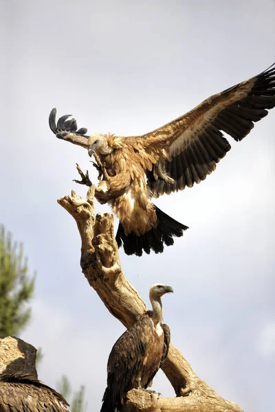 Griffon Vulture Gyps Fulvus Landing Wood — Stock Photo, Image