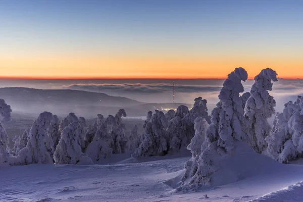 Germany Saxony Anhalt Harz National Park Snow Capped Firs Sunset — Stock Photo, Image