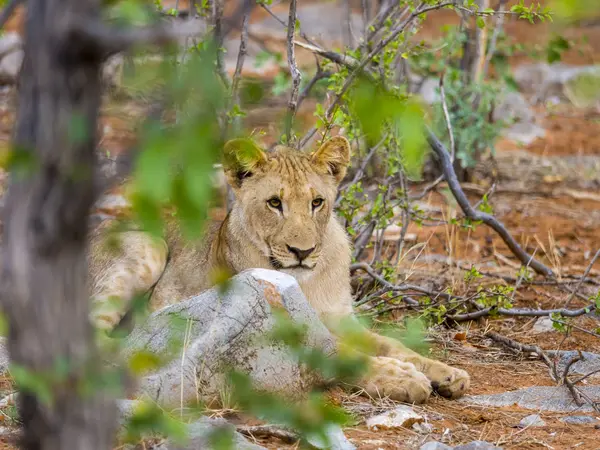 Namibia Okaukuejo Etosha Nationalpark León Joven Tendido Entre Los Árboles — Foto de Stock