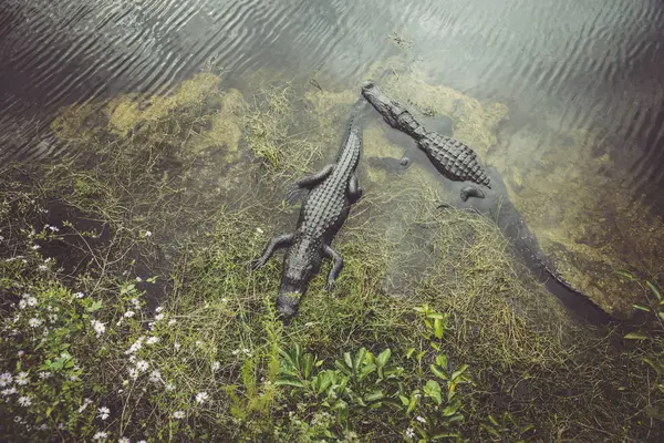 佛罗里达 沼泽地 鳄鱼漂浮在水中 — 图库照片