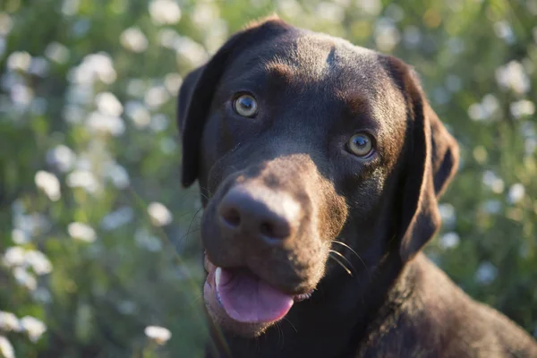 Portrait Labrador Retriever Dog — Stock Photo, Image