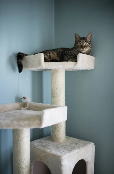 Gato Acostado Poste Rascado Casa Mirando Cámara — Foto de Stock