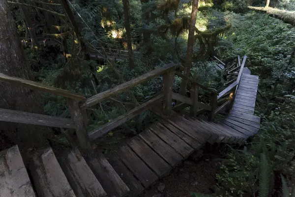 Lépcsők Bolzákon Redwood Erdőben Vancouver Island Kanada — Stock Fotó