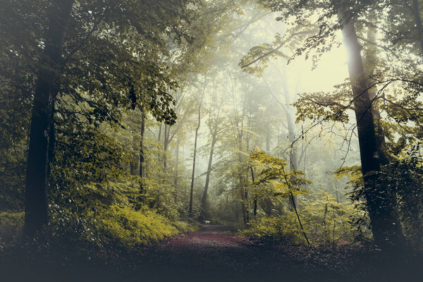 Forest and path against the sun