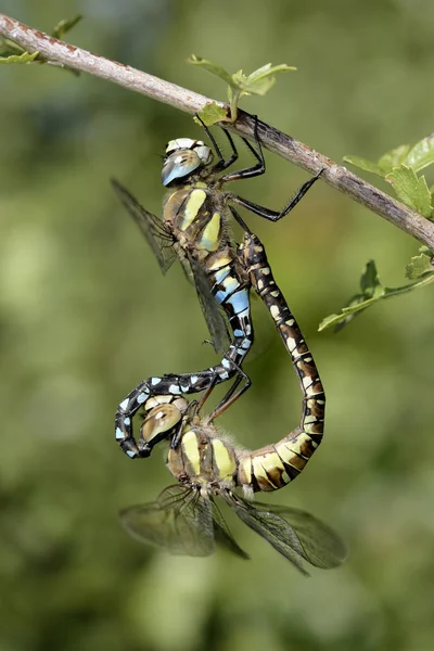 Vaqueros Migratorios Aeshna Mixta Libélulas Apareándose Ramita Vegetal — Foto de Stock