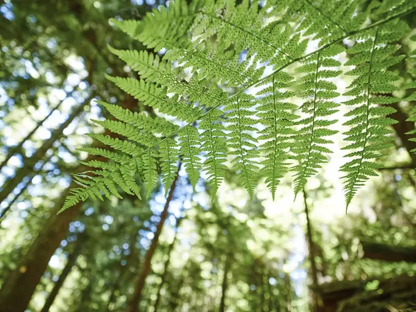 Canada Brits Columbia Fern Verlof Polypodiopsida Het Bos — Stockfoto