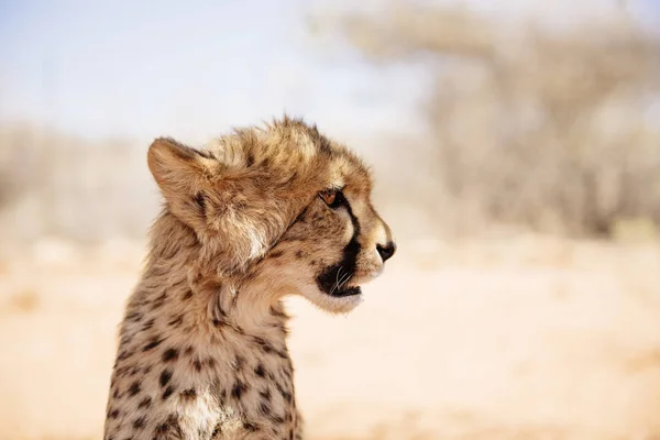 Portrait Rapproché Ourson Guépard Jour Namibie — Photo