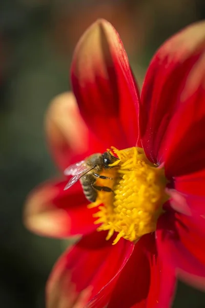 Красная Георгия Европейская Пчела Apis Mellifera — стоковое фото