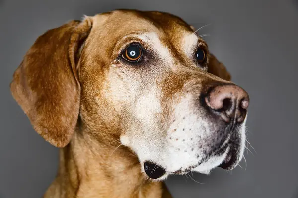 Cão Rafeiro Olhando Para Lados Frente Fundo Cinza — Fotografia de Stock