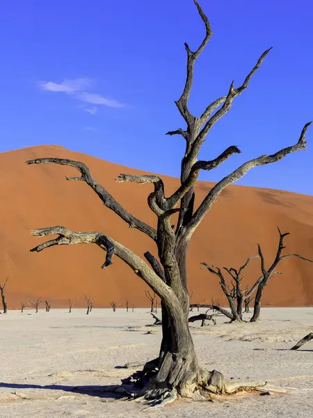 Namíbia Namib Naukluft Dead Vlei Espinhos Camelo Mortos Frente Duna — Fotografia de Stock