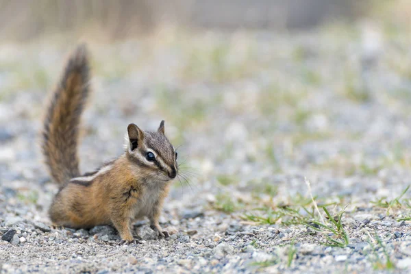 Streifenhörnchen Steht Tagsüber Auf Dem Boden — Stockfoto