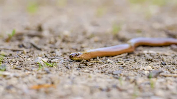 Germany Blindworm Soil Daytime — Stock Photo, Image