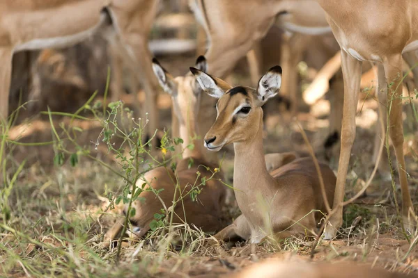 Botswana Chobe Národního Parku Ženské Impaly Sedící Zemi — Stock fotografie