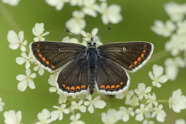 Aricia agestis papillon — Photo