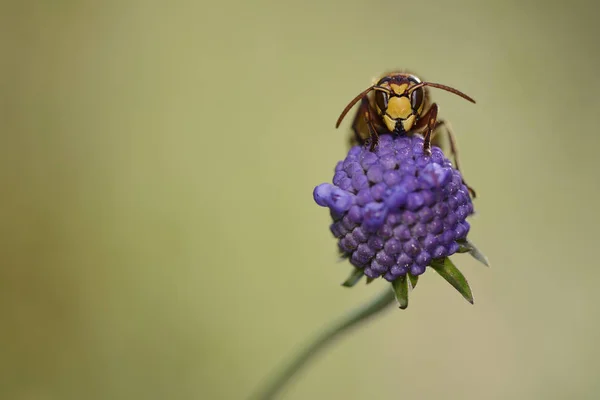 紫色の花に欧州産のスズメバチ — ストック写真
