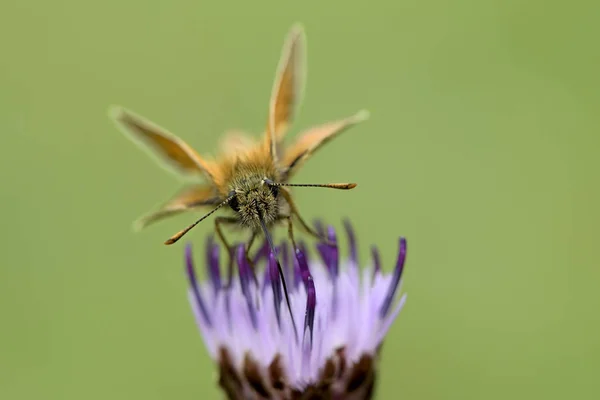 Small Skipper moth — Stock Photo, Image