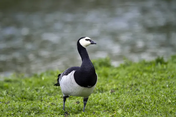 Barnacle goose Stock Photos, Royalty Free Barnacle goose Images