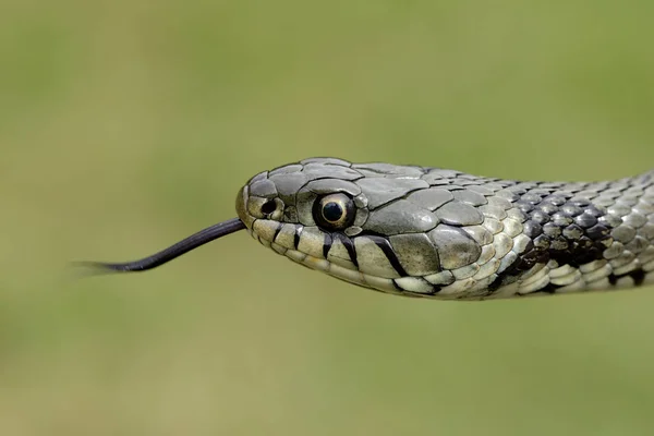 Grass snake muzzle — Stock Photo, Image