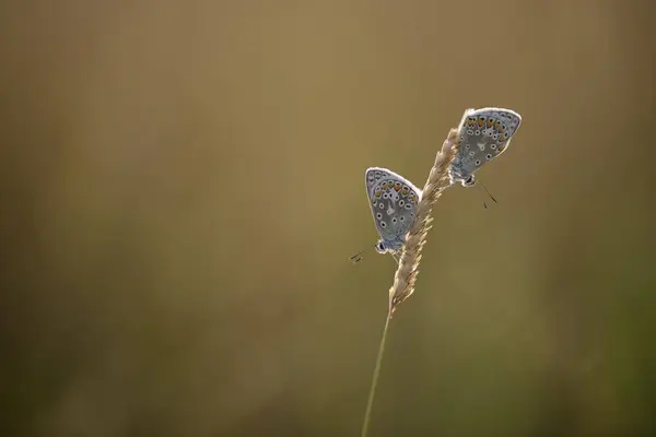 Mariposas azules comunes — Foto de Stock