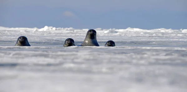贝加尔湖海豹从冰洞望去 贝加尔湖 俄罗斯 — 图库照片