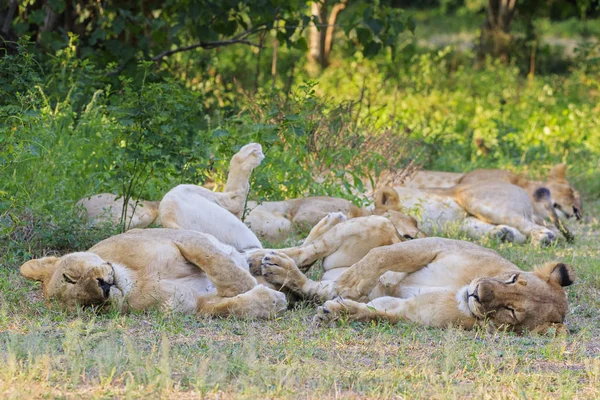 Зимбабве Район Урунгве Национальный Парк Мана Пулс Гордость Львов Лежащих — стоковое фото