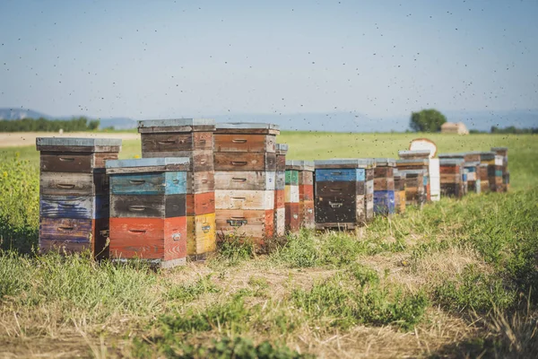 Beehives on green field — Stock Photo, Image