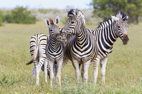 Namibia Etosha National Park Familj Slätter Zebror — Stockfoto