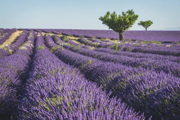 Lavender field near Valensole — Stock Photo, Image