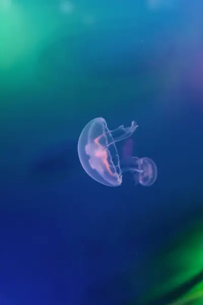 Pink Jellyfish Floating Water — Stock Photo, Image