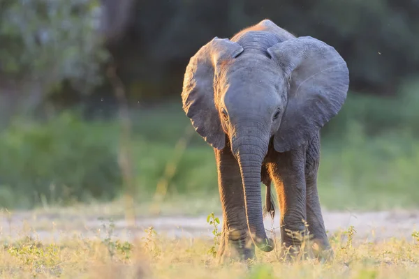 Africa Zimbabwe Mana Pools National Park Calf Elephant Walking Nature — Stock Photo, Image