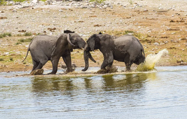 Fighting Elephants Loxodonta Africana Waterhole — Stock Photo, Image