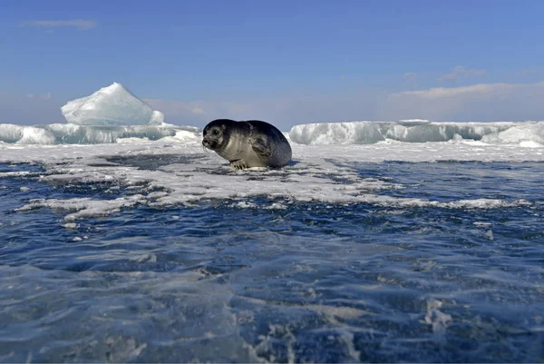 Phoque Baïkal Sur Lac Gelé Lumière Jour Lac Baïkal Russie — Photo