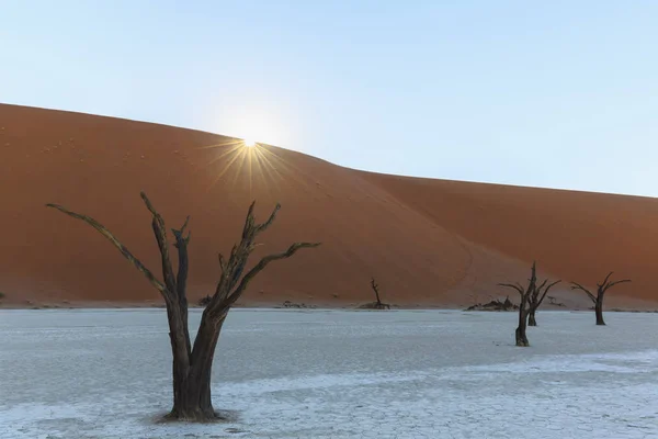 Namibia Namib Naukluft Namiböknen Döda Acacias Lera Pan — Stockfoto