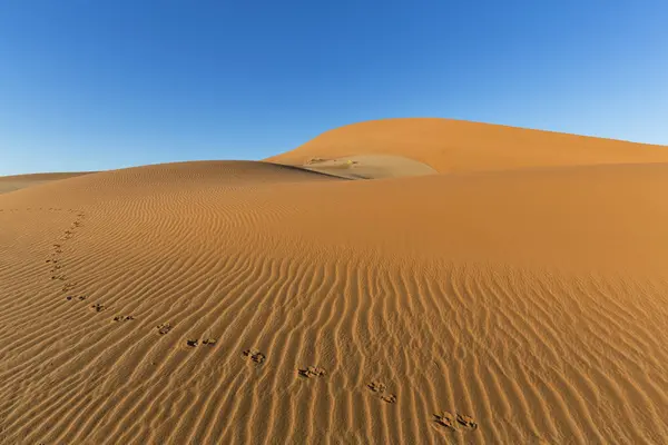 Namibia Namib Desert Namib Naukluft National Park Tracks Gemsbok Sand — Stock Photo, Image