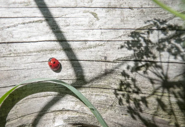 Vue Dessus Coccinelle Sur Surface Bois — Photo