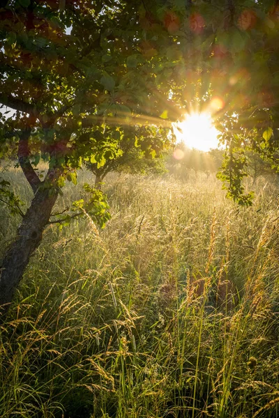 Germany Bavaria Chiemgau Meadow Grasses Tree Morning Light — Stock Photo, Image