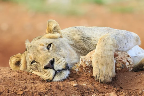 Closeup View Lying Lion Muzzle — Stock Photo, Image