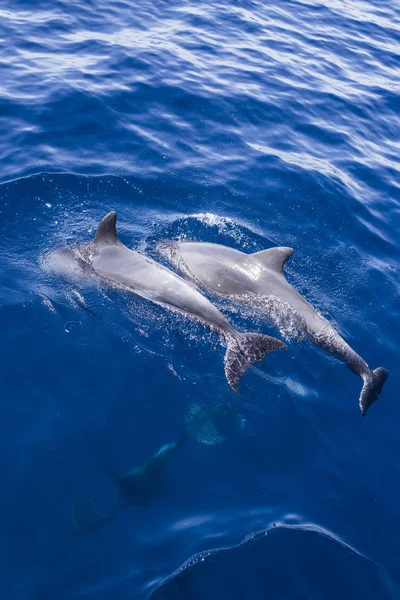 Spain Andalusia Bottlenose Dolphins Tursiops Truncatus — Stock Photo, Image