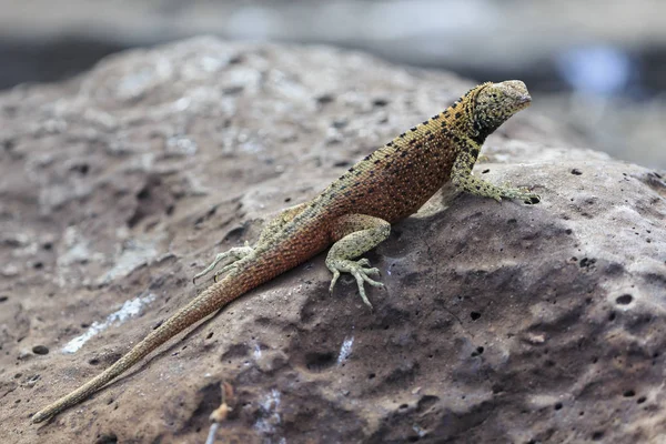 厄瓜多尔 加拉帕戈斯群岛 西班牙 加拉帕戈斯熔岩蜥蜴在岩石 — 图库照片