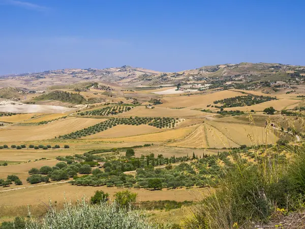 Italien Sicilien Enna Provinsen Fält Och Olive Fruktträdgårdar Nära Piazza — Stockfoto