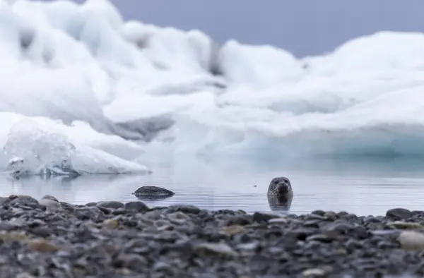 Islandia Jokurlsarlon Lago Glaciar Con Foca Agua — Foto de Stock