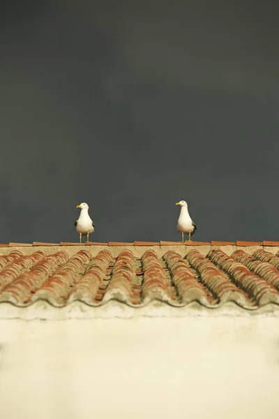 Two seagull birds on rooftop — Stock Photo, Image