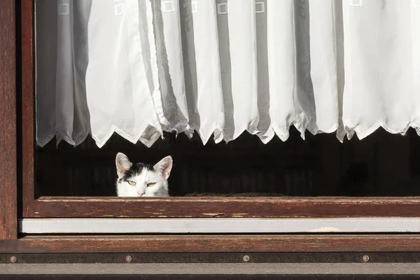 Preto Branco Gato Olhando Através Janela — Fotografia de Stock