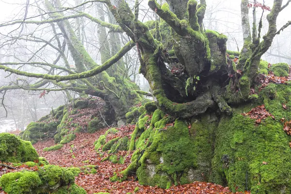 Spain Urbasa Andia Natural Park Moss Grown Trees — Stock Photo, Image