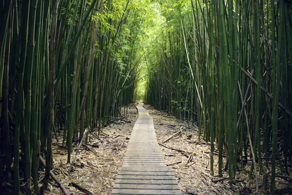 États Unis Hawaï Maui Parc National Haleakala Forêt Bambous Sentier — Photo