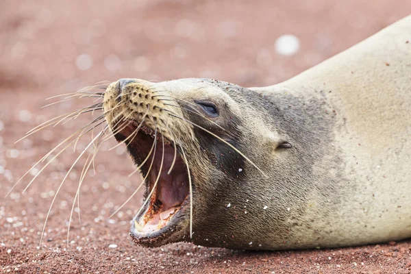 Nahaufnahme Des Gähnenden Seelöwen Tag Auf Sand — Stockfoto