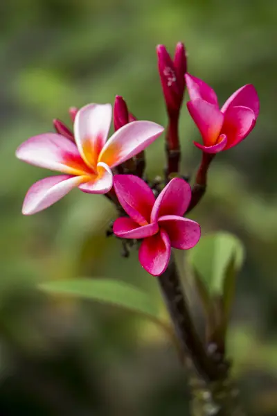 モーリシャス ピンクのプルメリアの花 — ストック写真