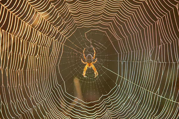 Aranha Sentada Ceter Sua Teia Luz Sol — Fotografia de Stock