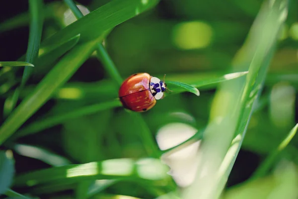 Coccinelle Perché Sur Brin Herbe — Photo